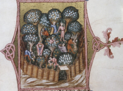 Blatt aus Wenzelsbibel mit Illumination. In der Illumination Obstgarten mit Arbeitern bei der Ernte.