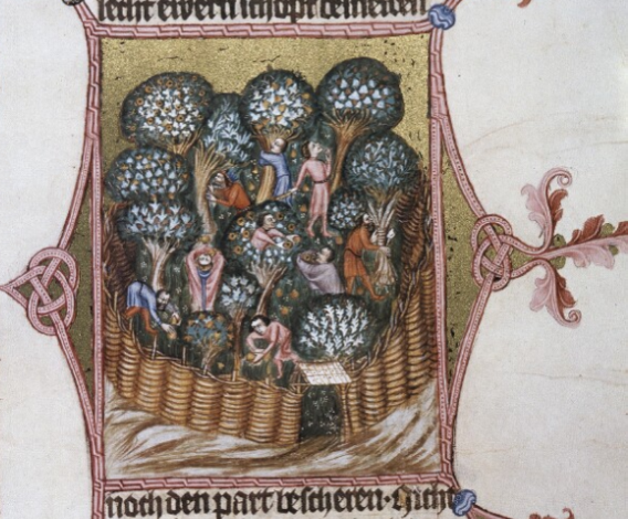 Blatt mit Illumination aus Wenzelsbibel. In der Illumination Obstgarten mit Arbeitern bei der Ernte.